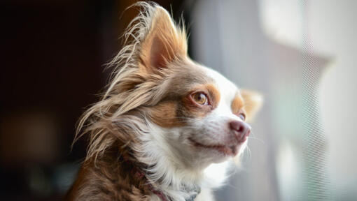 Chihuahua breeds long hair best sale